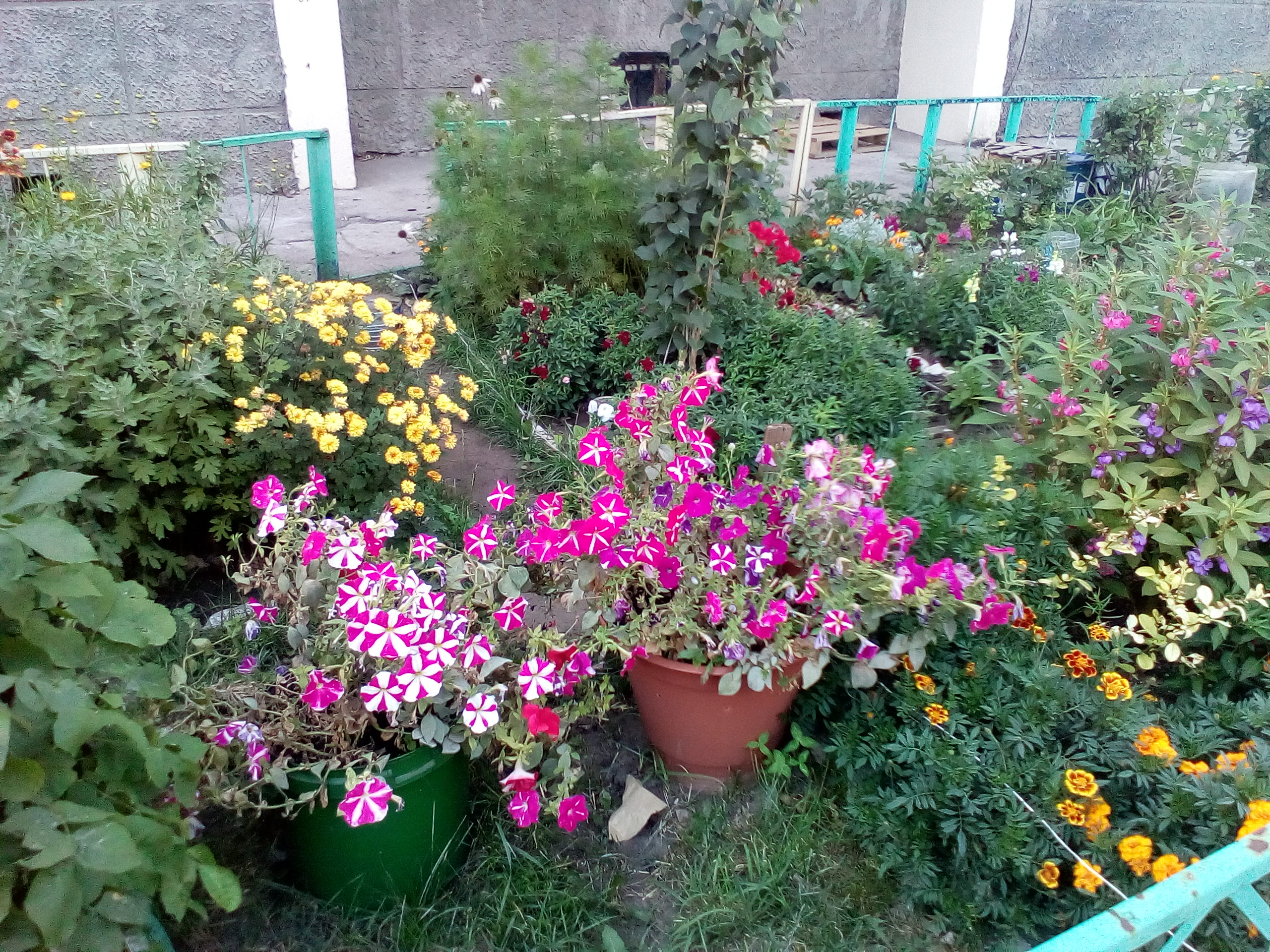 цветник около дома № 37 по ул. Юбилейной цветник около дома № 37 по ул. Юбилейной